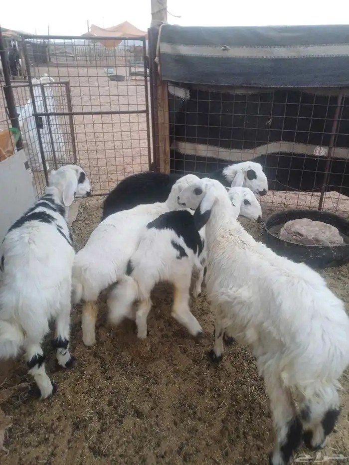 للبيع طليان 6