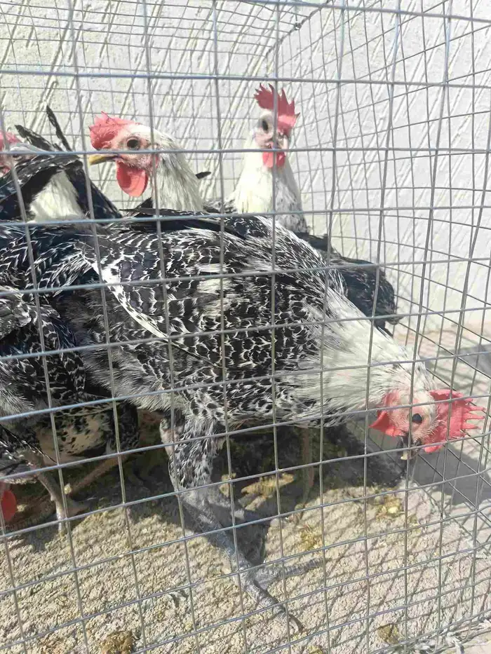 ديك ديوك فيومي شبابي 0