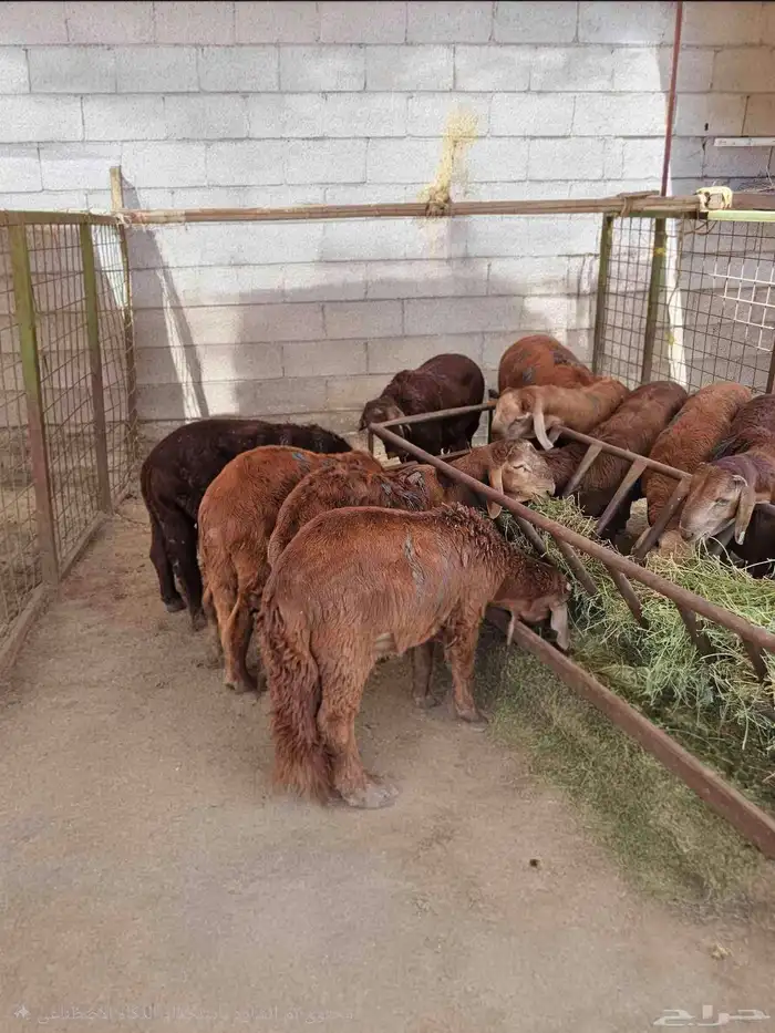 حري سواكني تيوس 3