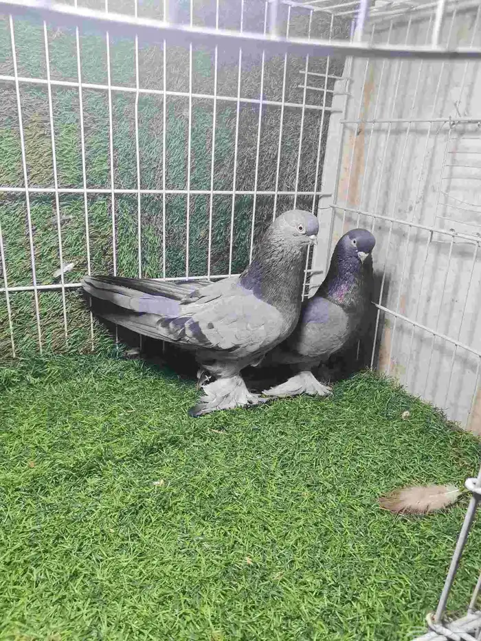 حمام زينه للبيع 19