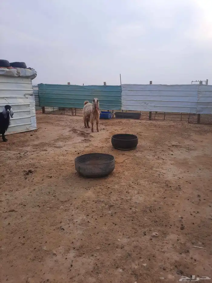 معزا العدد 16 الموليد6 معهن 9 الباقي دفيع 3