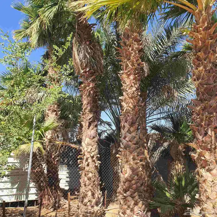 نخل للبيع نجران 0