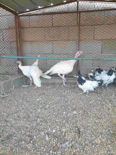 دجاح رومي index