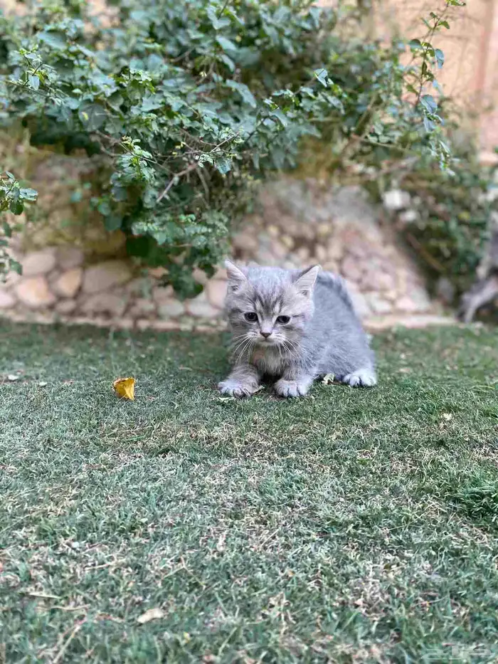 سكوتش فولد بيور مطعمين للبيع ولايوجد تبني 5