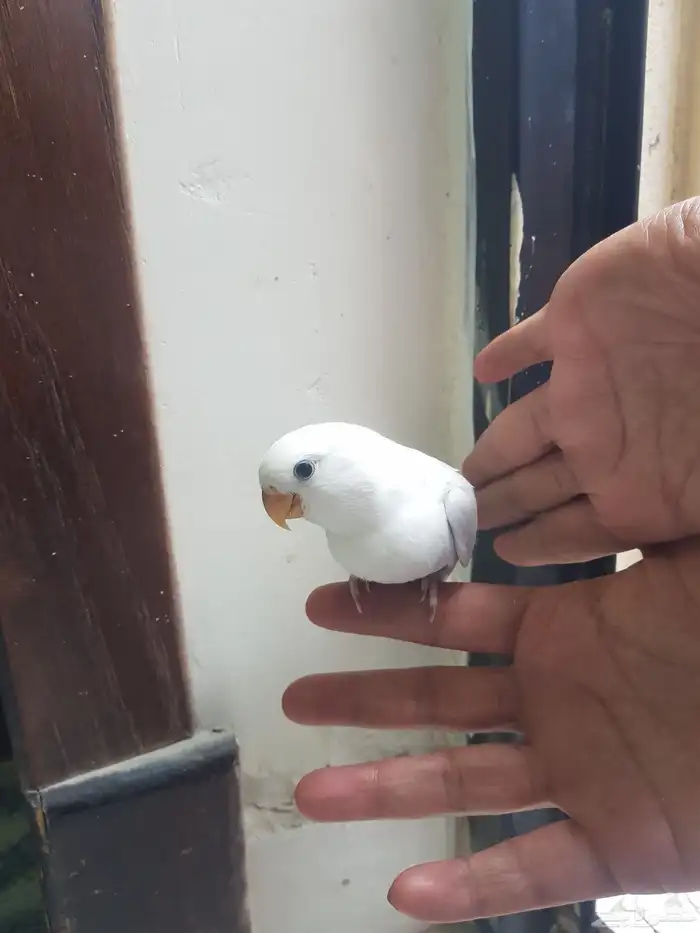 للبيع فرخ نهاية غر 3