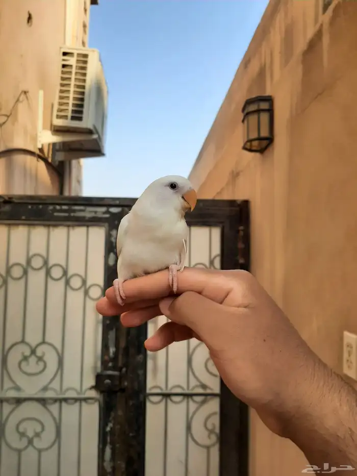 فرخ روز البينو نهايه غر هدد في البيت و خارج البيت 2