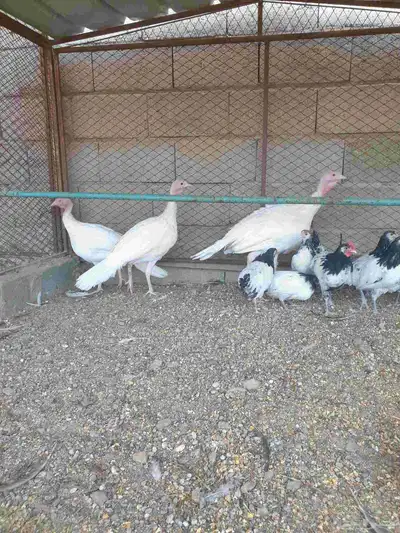 دجاح رومي index