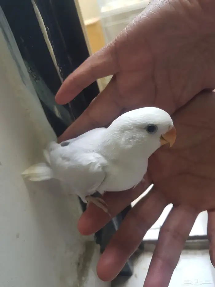 للبيع فرخ نهاية غر 4