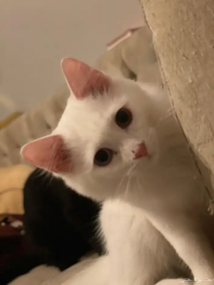 قطط للتبني 1