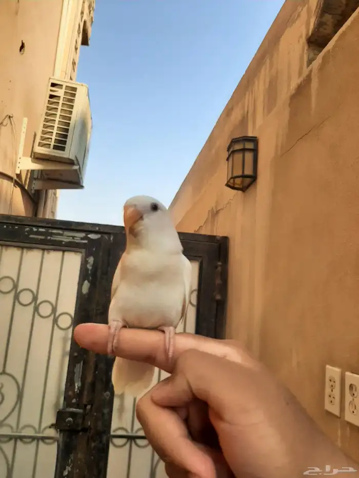 فرخ روز البينو نهايه غر هدد في البيت و خارج البيت 4