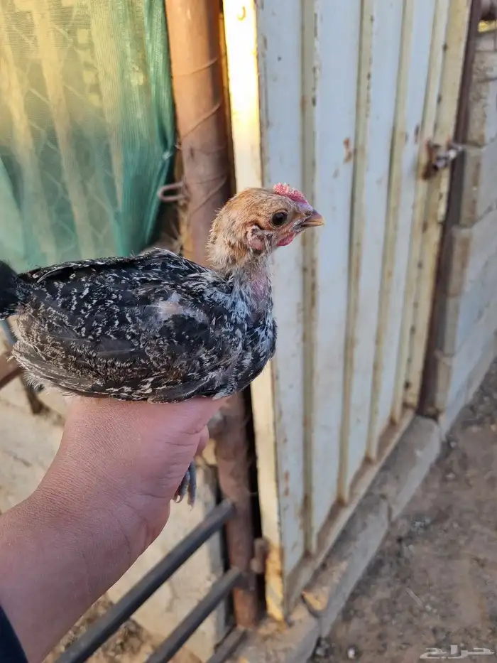 صيصان فيومي عمر شهر واسبوع العدد حول ال70 0