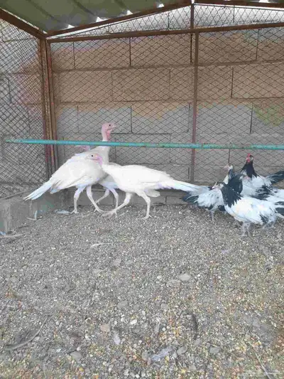 دجاح رومي index