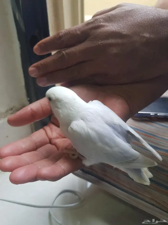 للبيع فرخ نهاية غر 1