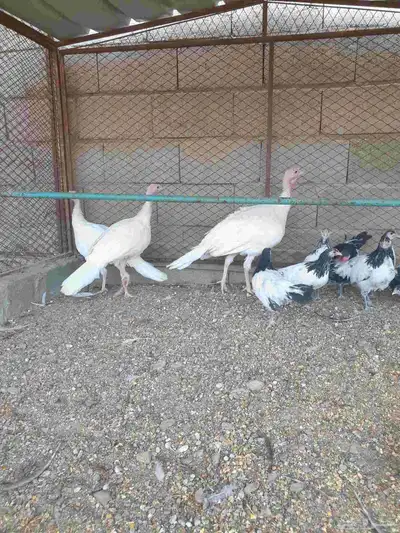 دجاح رومي index