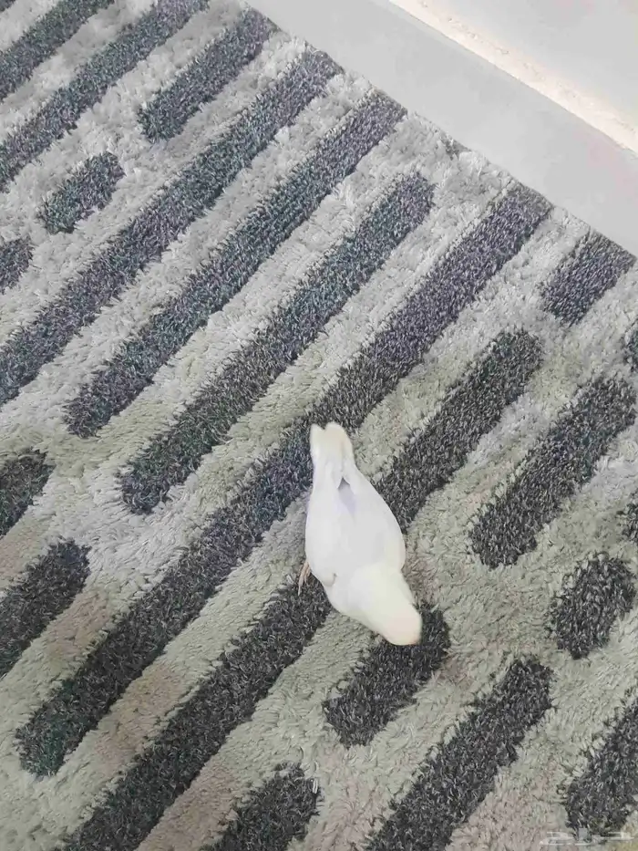 للبيع فرخ نهاية غر 0