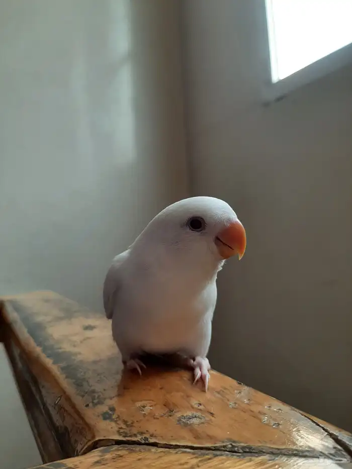 فرخ روز البينو نهايه غر هدد في البيت و خارج البيت 3