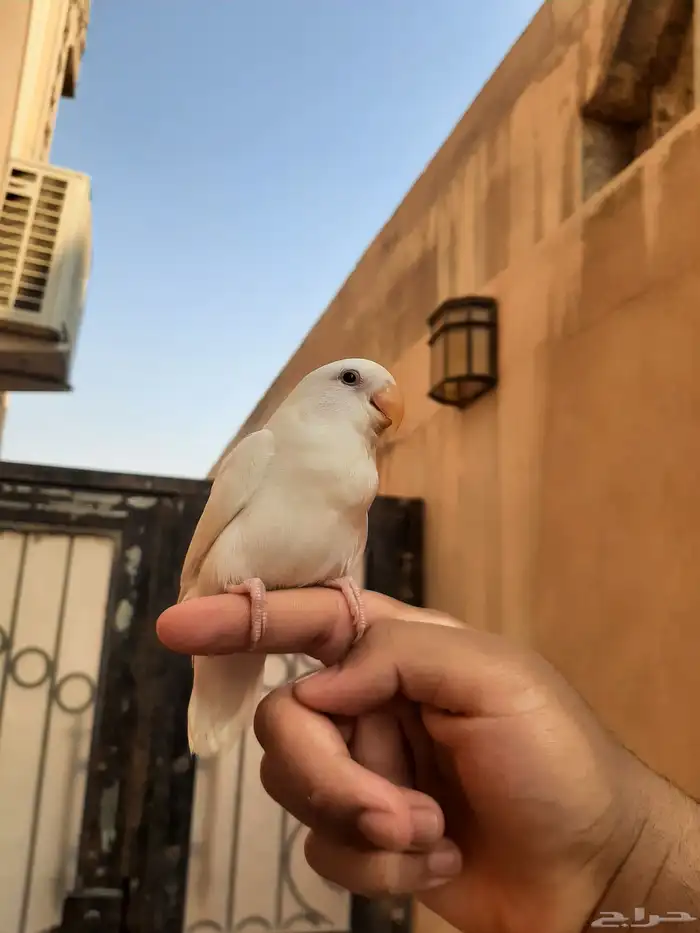 فرخ روز البينو نهايه غر هدد في البيت و خارج البيت 0