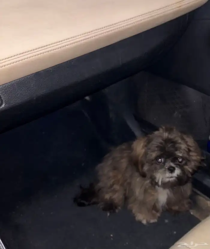 كلب شيتزو عمره 7 شهور 2