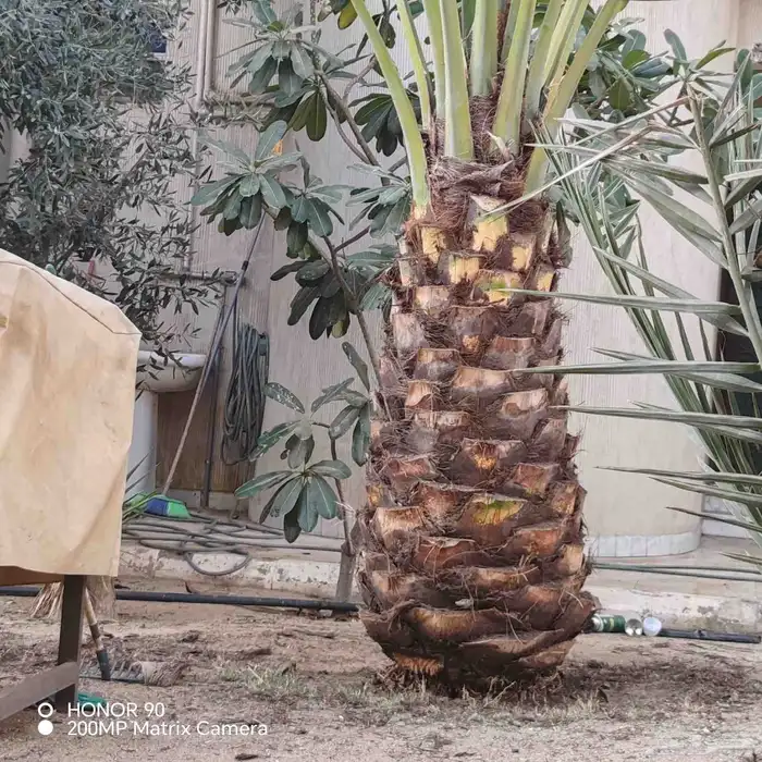 تكريب النخل وقص الاشجار 2