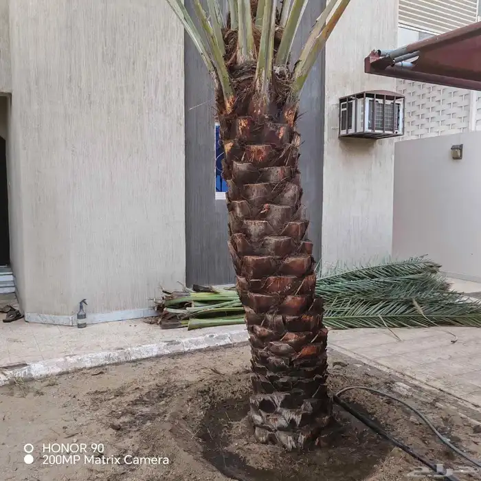 تكريب النخل وقص الاشجار 0