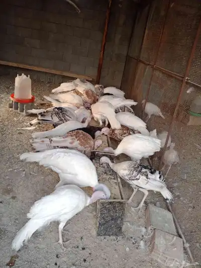 دجاج رومي index