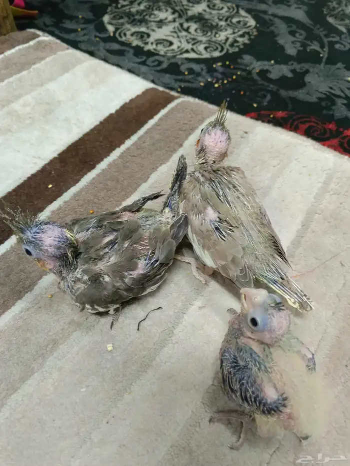 فروخ كروان الوان ممتازة ما شاء الله يقبلون الغر 3