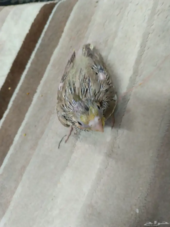 فروخ كروان الوان ممتازة ما شاء الله يقبلون الغر 1