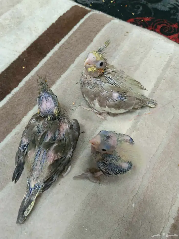 فروخ كروان الوان ممتازة ما شاء الله يقبلون الغر 4