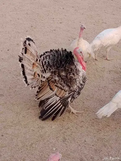 دجاج رومي index