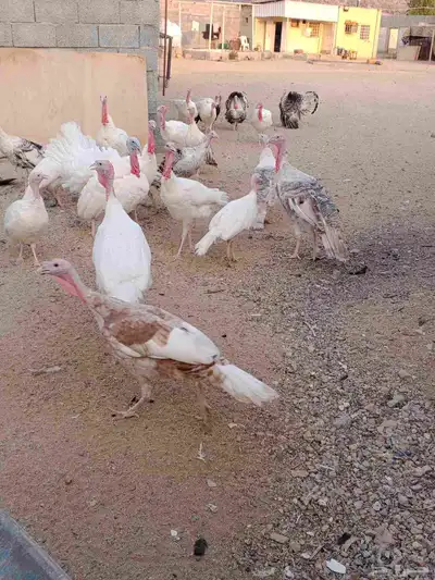 دجاج رومي index