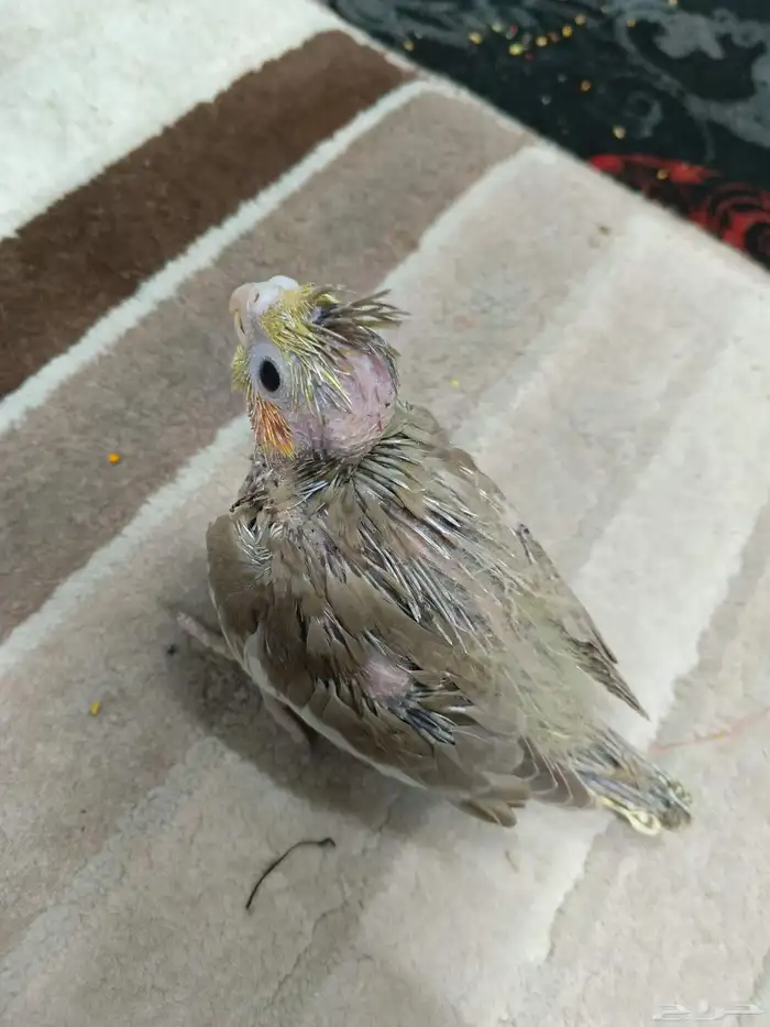 فروخ كروان الوان ممتازة ما شاء الله يقبلون الغر 0