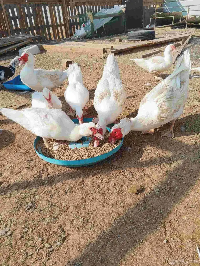 ذكور بط مسكوفي سوبر جامبو 1