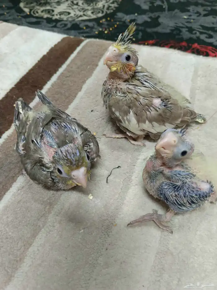 فروخ كروان الوان ممتازة ما شاء الله يقبلون الغر 2