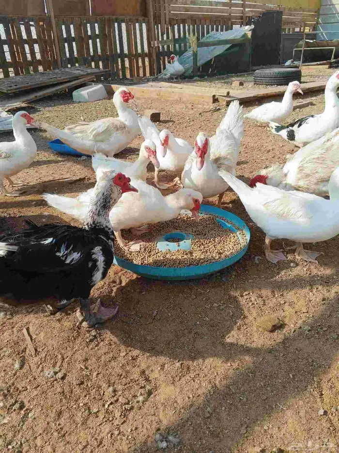 ذكور بط مسكوفي سوبر جامبو 0