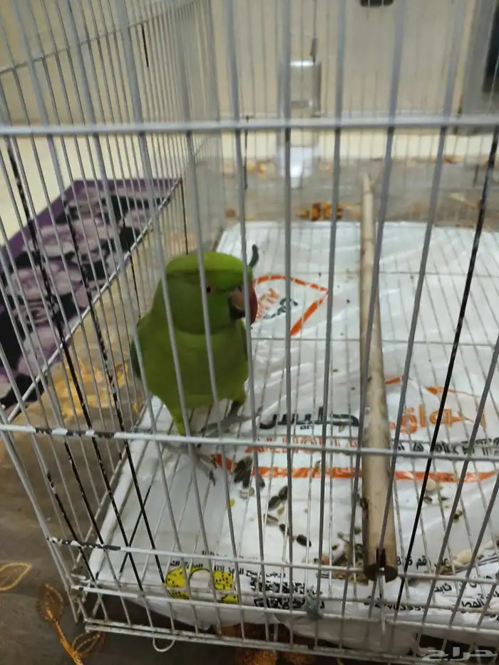 ااقمريه ااشارع العام امام العربية للعود 2