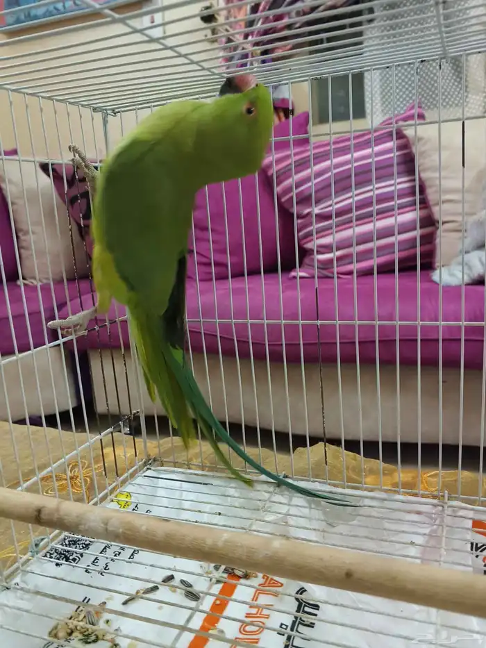 ااقمريه ااشارع العام امام العربية للعود 0