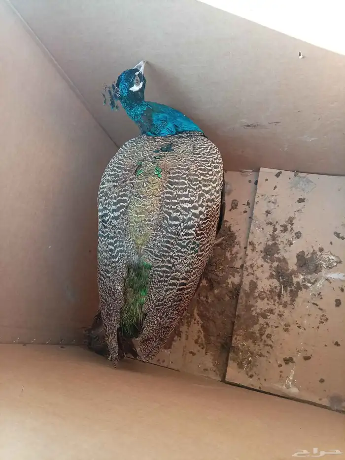 صااوس للبيع 0