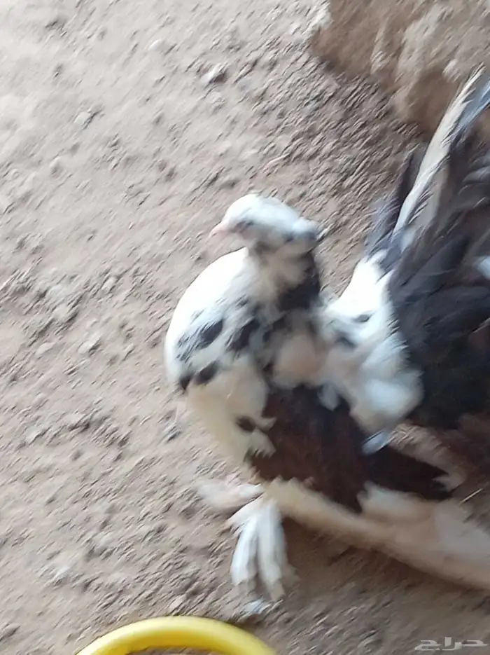 يوجد لدي جوز رقاص أمريكي تب التب وذكر جوكابين فاخر من الاخر 0