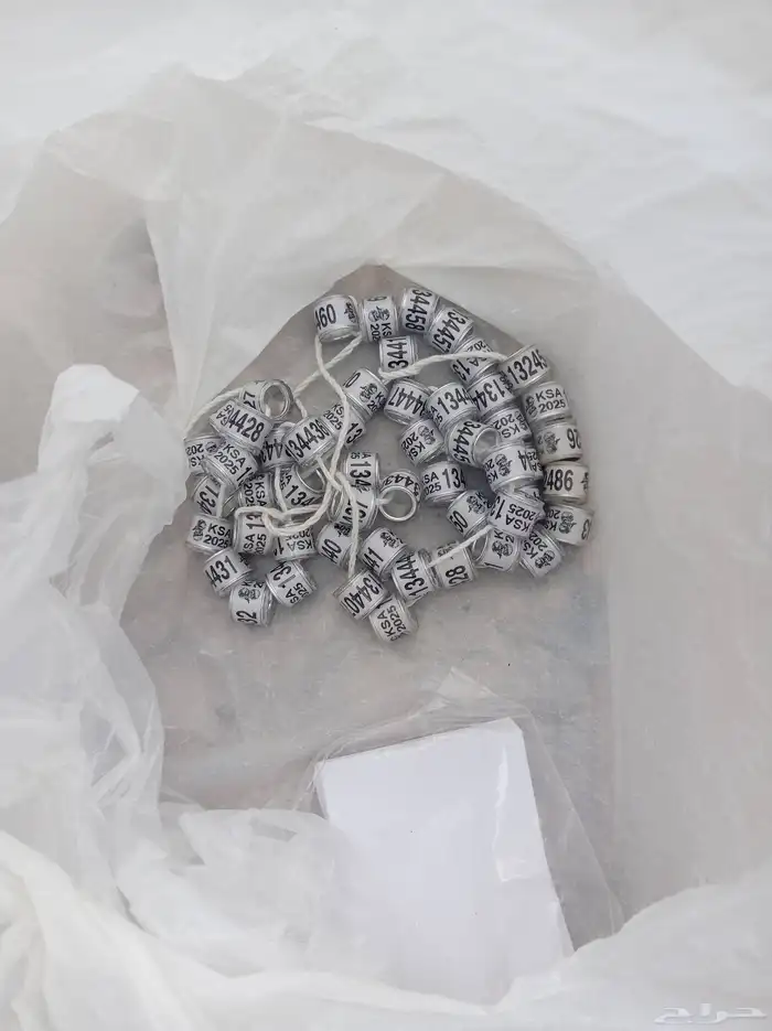 حجول النادي السعودي 2025 0