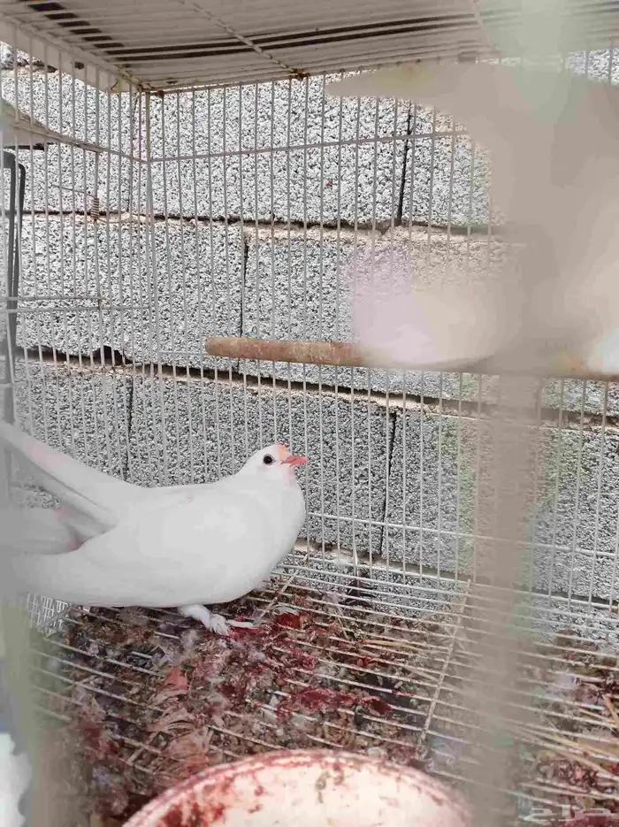 جوز صنعاني ابيض 0