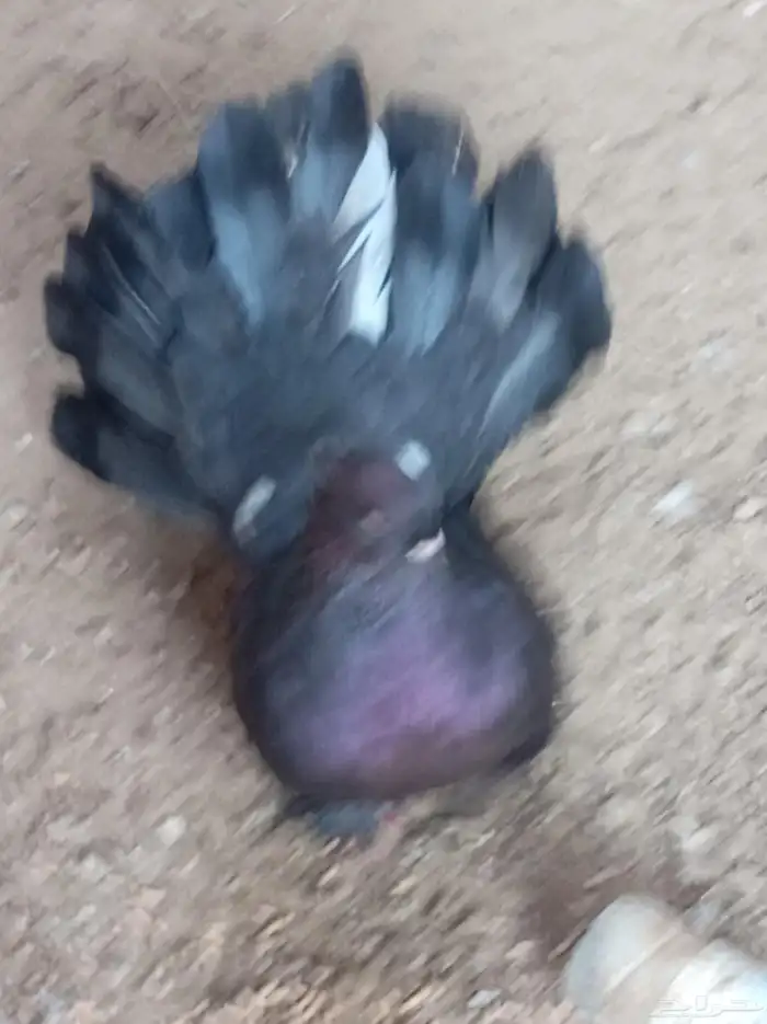 يوجد لدي جوز رقاص أمريكي تب التب وذكر جوكابين فاخر من الاخر 1