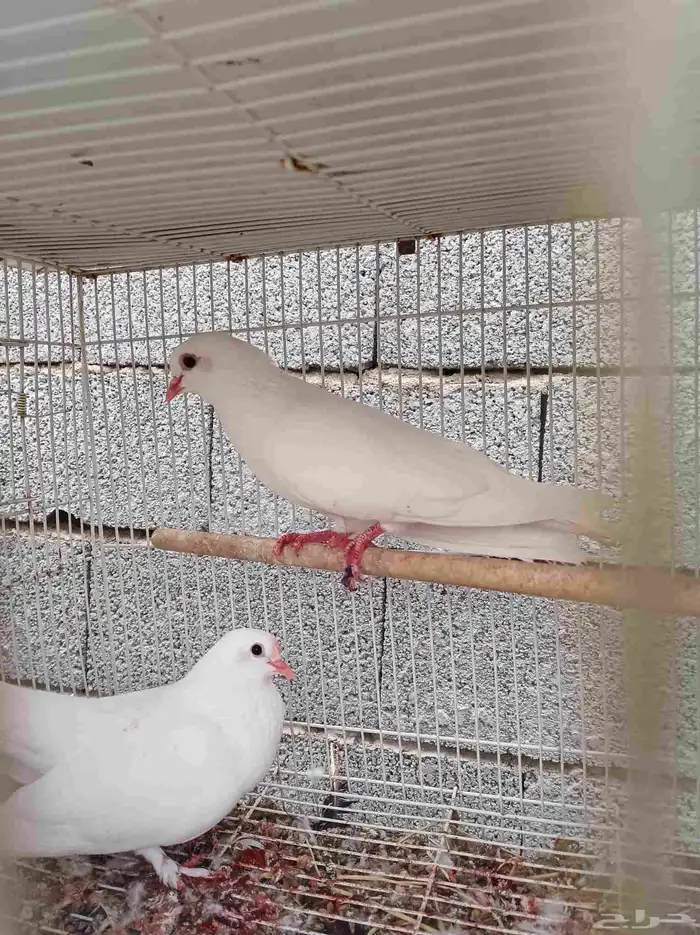 جوز صنعاني ابيض 1