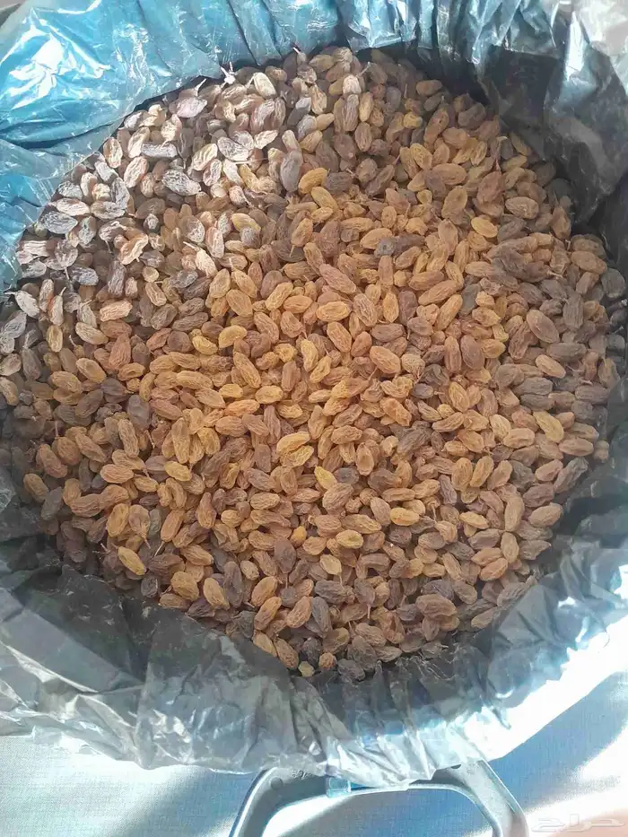 ذبيب عنب بناتى قصيمى 0