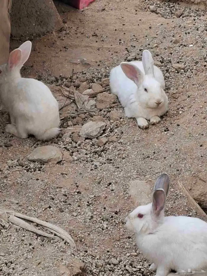 ارانب للبيع فيه 17 وحده الثنتين 30 ذكر و أنثى التواصل واتس 3
