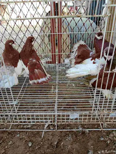 حمام فولكا index