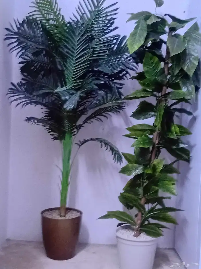 شجر زينه نظيف 1