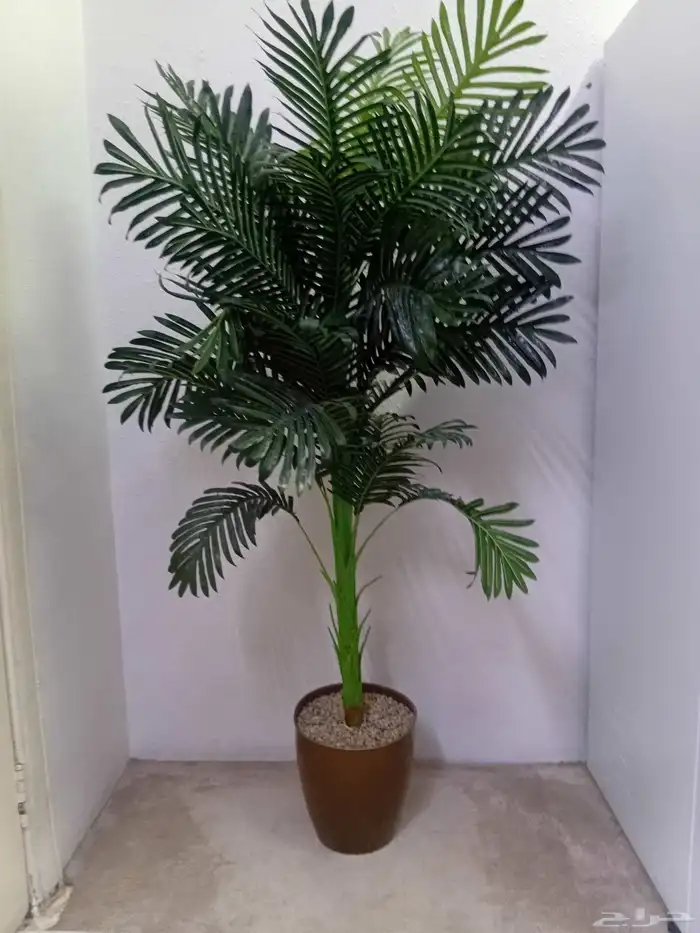 شجر زينه نظيف 3