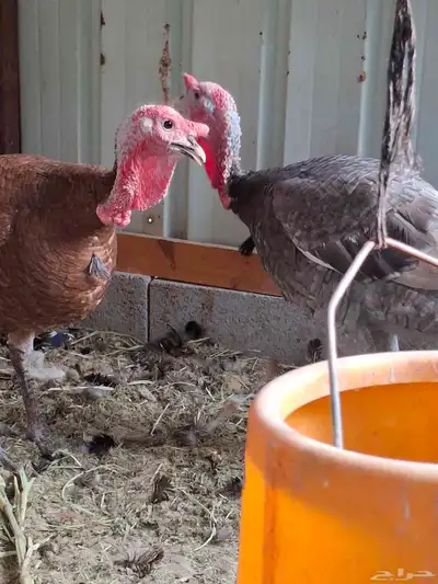 ديك رومي index