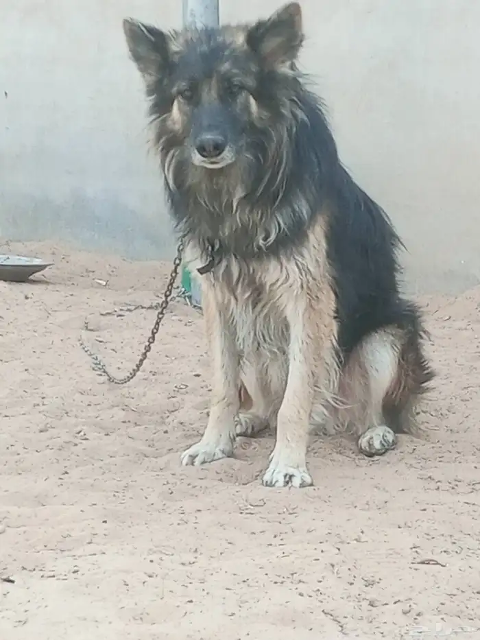 كلب جرمان للبيع اليف عمره تقريبا سنه ونص سليم من الامراض 1