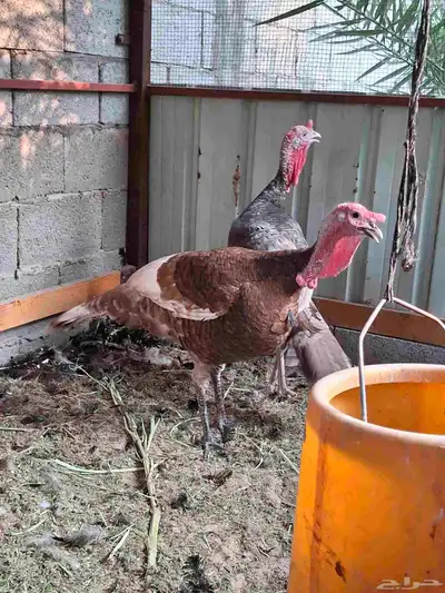 ديك رومي index